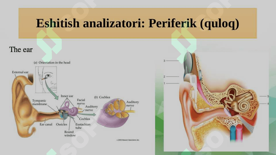 KOXLEAR IMPLANTLI BOLALAR 5
