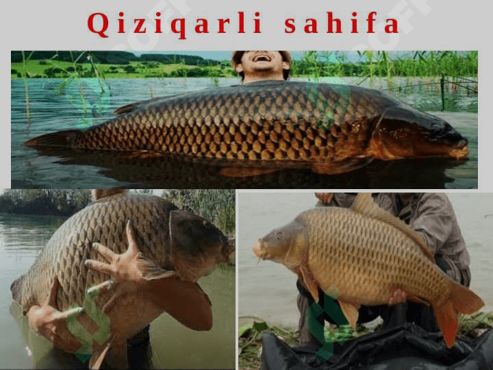Baliqlarning ko‘payishi va rivojlanishi 2
