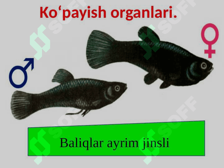 Baliqlarning ko‘payishi va rivojlanishi 6