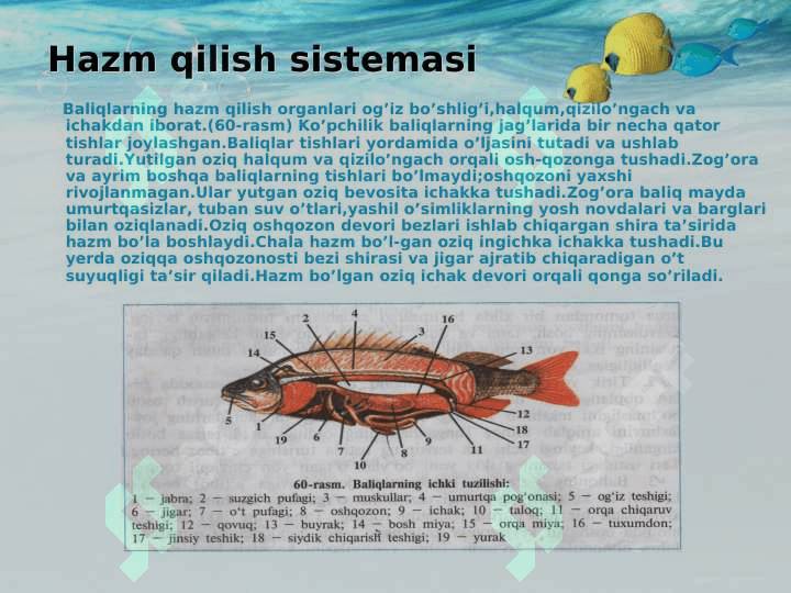 Baliqlarning ichki tuzilishi 3
