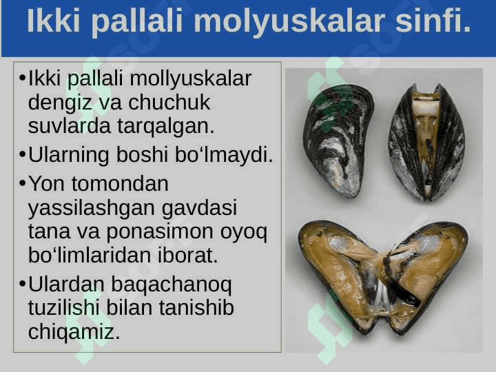 Ikki pallali va boshoyoqli molyuska-lar sinflari 2