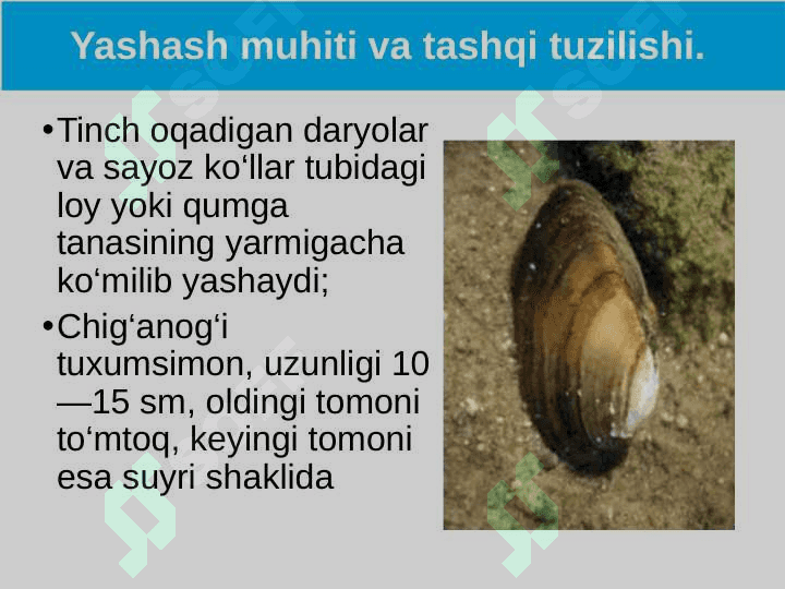 Ikki pallali va boshoyoqli molyuska-lar sinflari 4