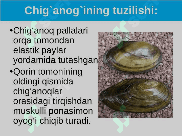 Ikki pallali va boshoyoqli molyuska-lar sinflari 5