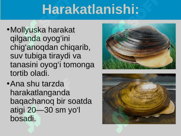 Ikki pallali va boshoyoqli molyuska-lar sinflari 8