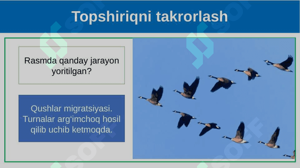 Parrandachilik. 4