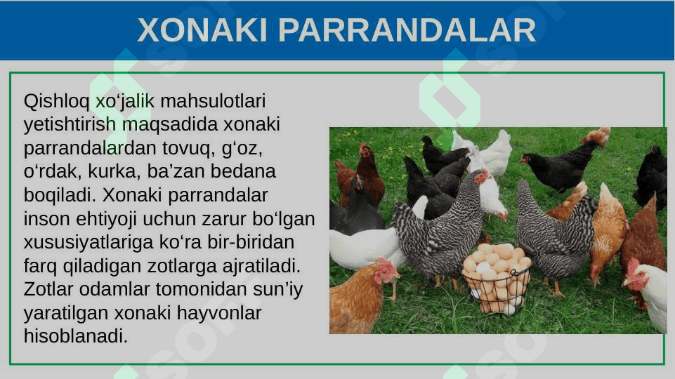 Parrandachilik. 5