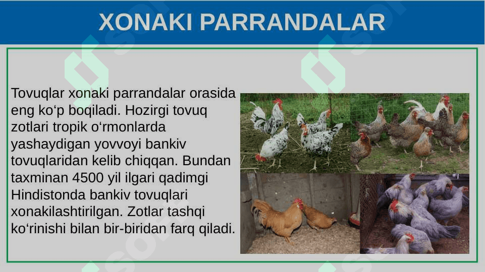 Parrandachilik. 6