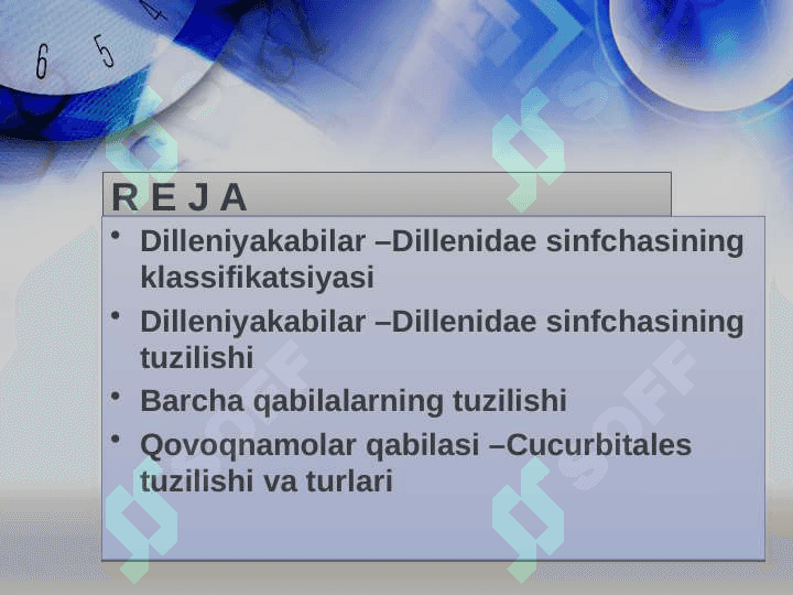 Dilleniyakabilar –Dillenidae sinfchasi 2