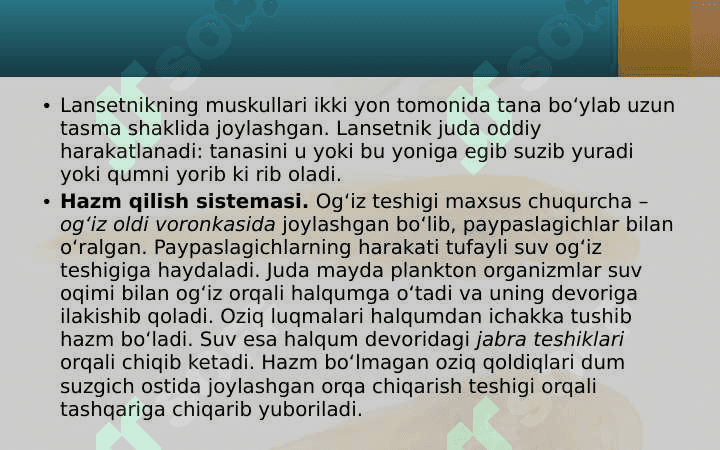 Lansetnik – tuban tuzilgan xordali hayvon 8