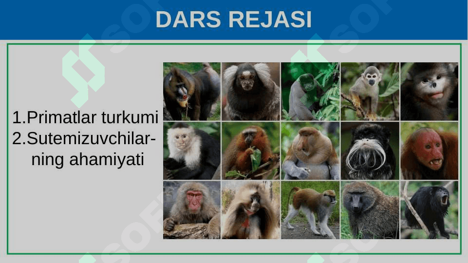 Primatlar turkumi. Sutemizuvchilarning ahamiyati. 2