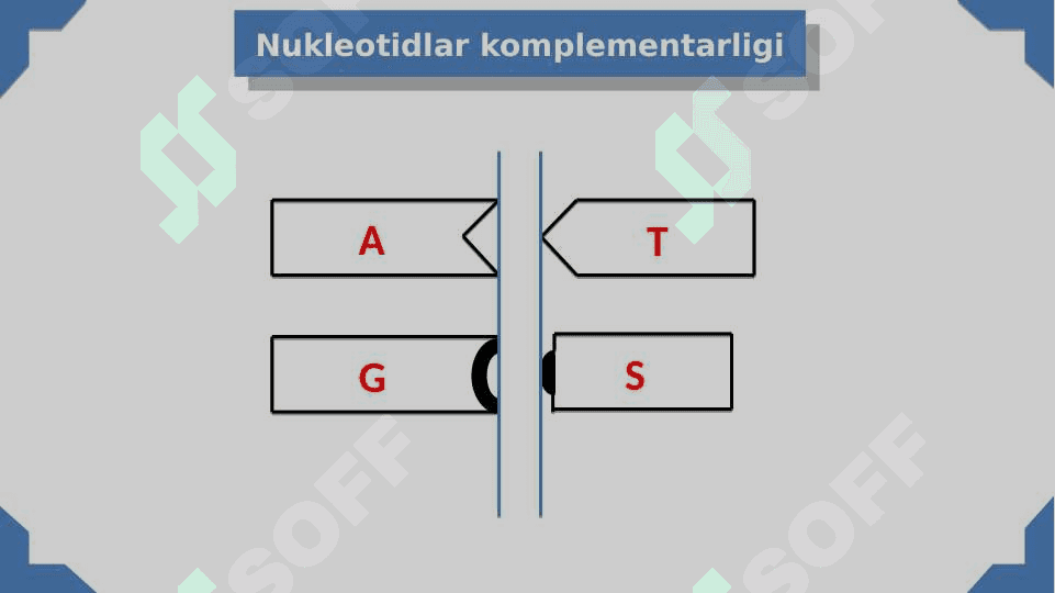 Nuklein kislotalar va oqsillar biosintezi 5