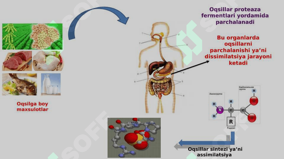 Nuklein kislotalar va oqsillar biosintezi 8