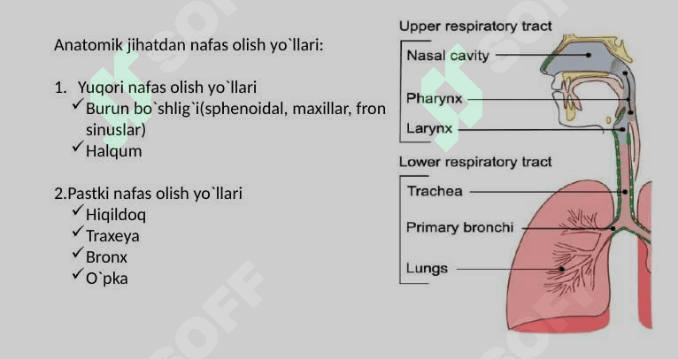 Nafas olish sistemasi 3