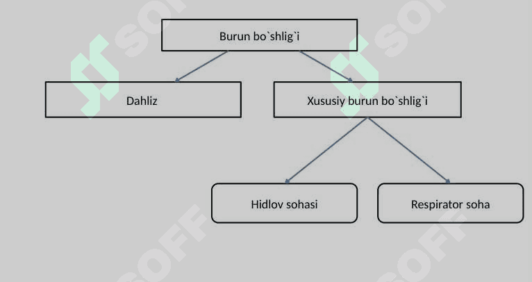 Nafas olish sistemasi 4