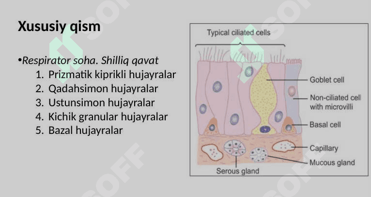 Nafas olish sistemasi 5