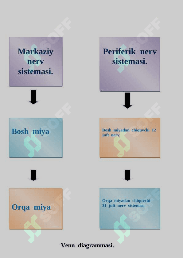 Bosh  miyaning  tuzilishi  va  funksiyasi 3