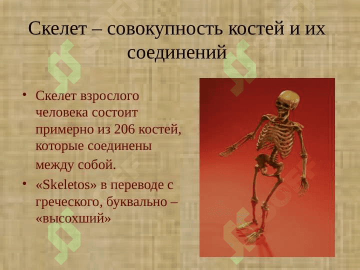 Скелет тело человека и их функции 2