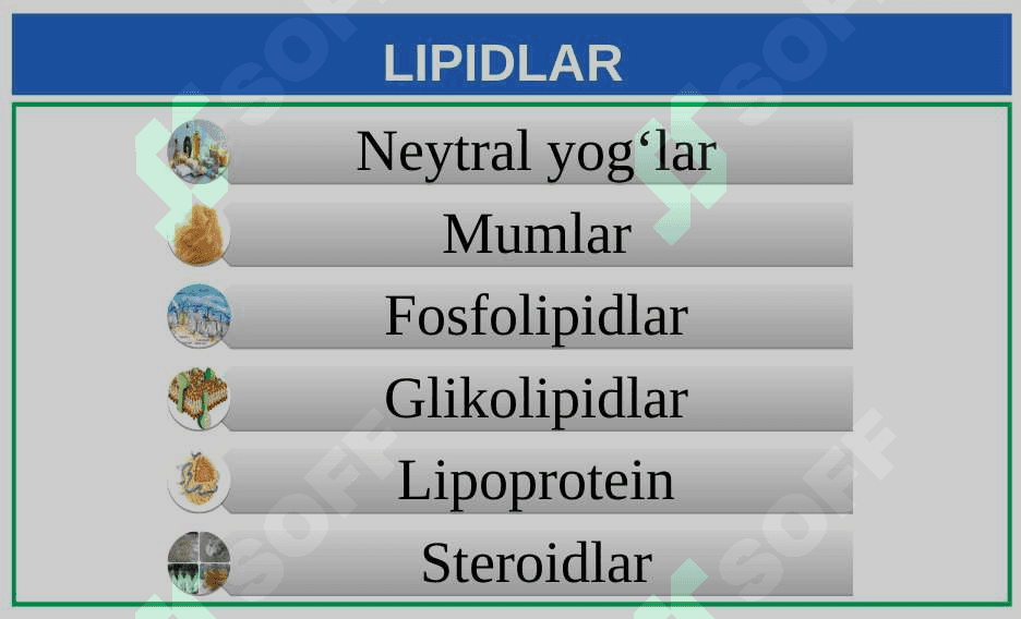 Lipidlar. Lipidlarning tuzilishi, funksiyalari 2