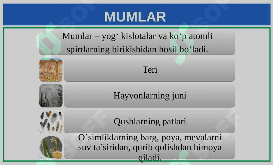Lipidlar. Lipidlarning tuzilishi, funksiyalari 4