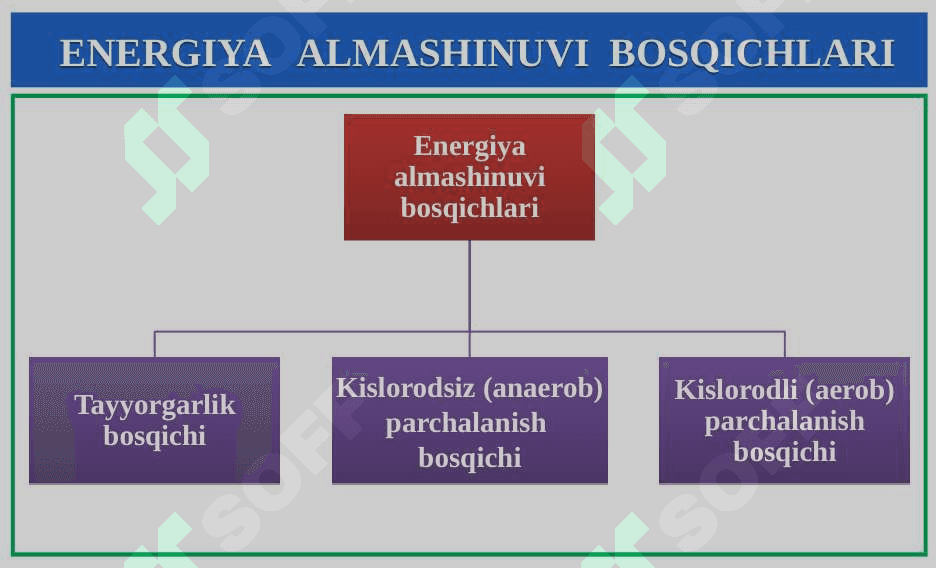 Energiya almashinuvi bosqichlari. ATF sintezi 4