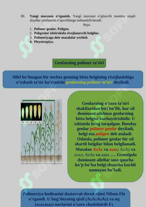 Noallel genlarning polimer ta’siri. Pleyotropiya. Dars ishlanma 4