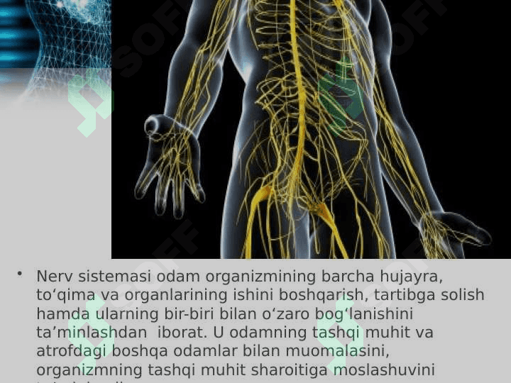 Nerv sistemasining ahamiyati va tuzilishi 2