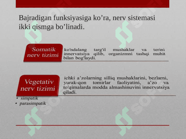 Nerv sistemasining tuzilishi 8
