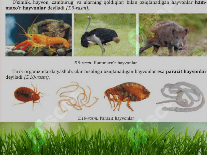 Hayvonlarning oziqlanishi 5