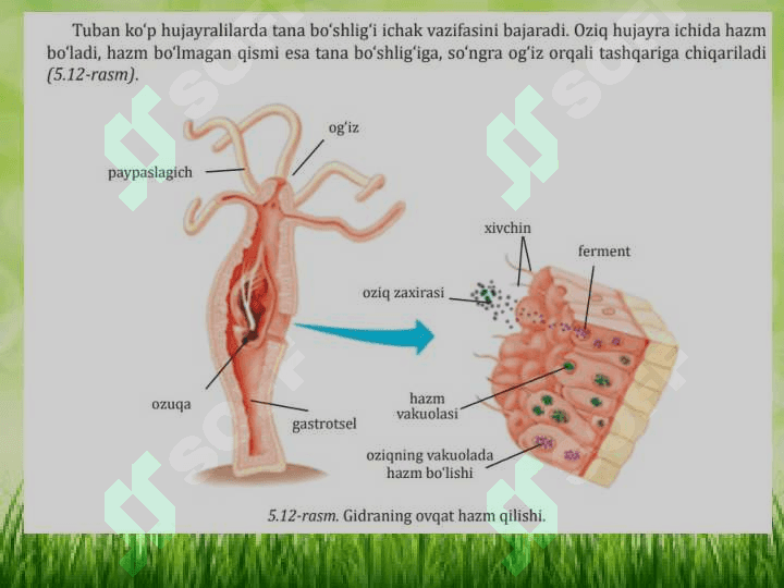 Hayvonlarning oziqlanishi 8