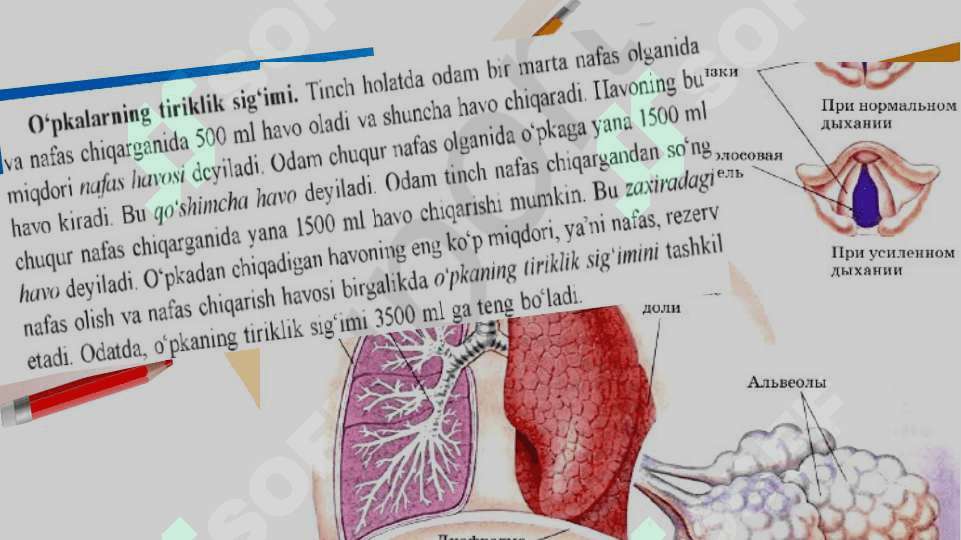 O’pka va to’qimalarda gazlar almashinuvi 2