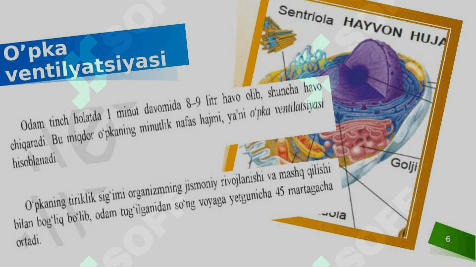 O’pka va to’qimalarda gazlar almashinuvi 6