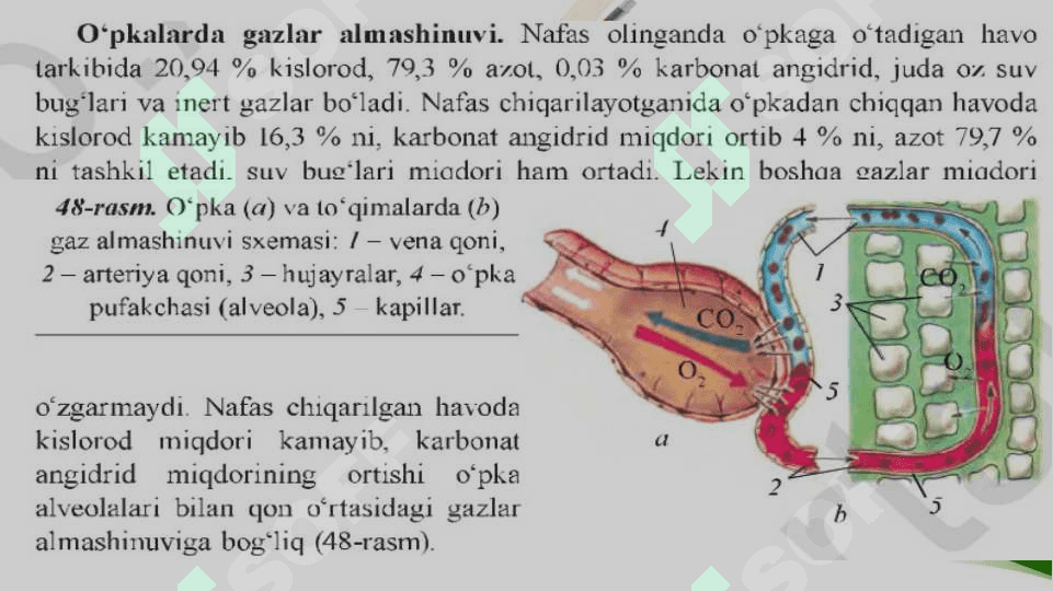 O’pka va to’qimalarda gazlar almashinuvi 8