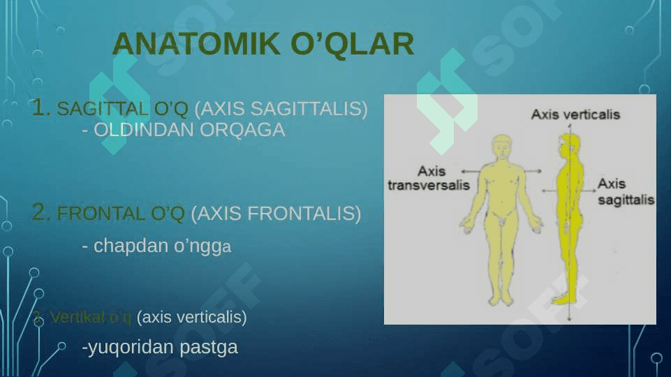 ODAM ANATOMIYASI FANINING MAQSADI, PREDMETI VA VAZIFALARI 5