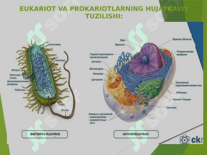 PROKARIOTLAR MORFOLOGIYASI VA  HUJAYRA TUZILISHI 8