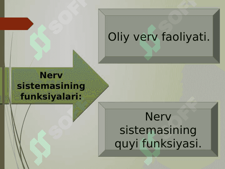 Nerv tizimining ahamiyati va uning gigiyenasi 4