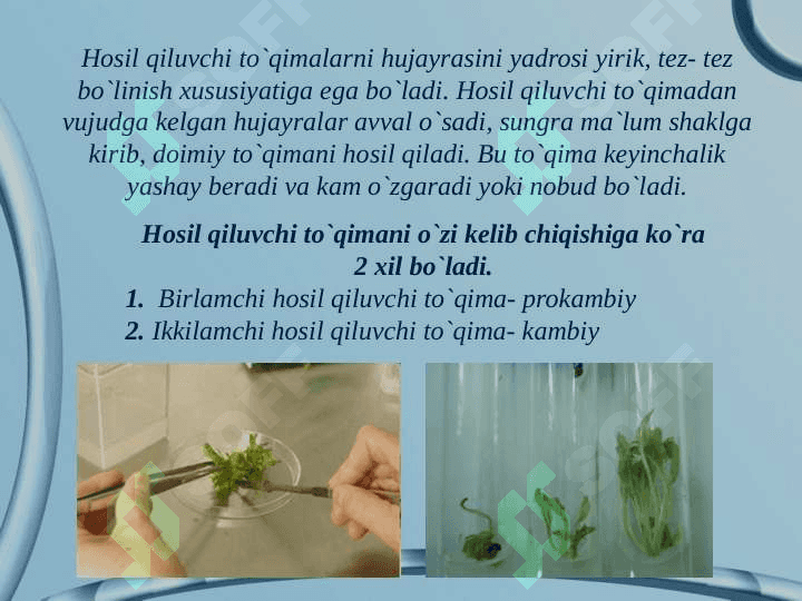 Tòqimalar va ularning tuzilishi. 3