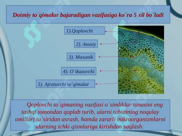 Tòqimalar va ularning tuzilishi. 7