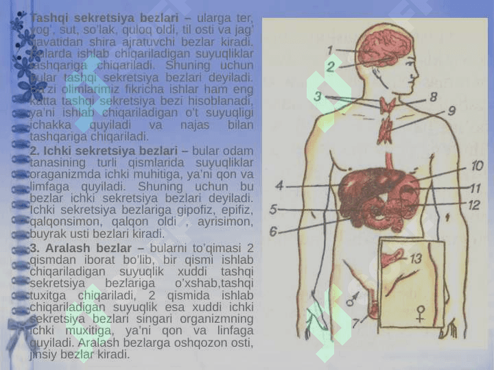 Ichki sekretsiya bezlarining yosh xususiyatlari 3