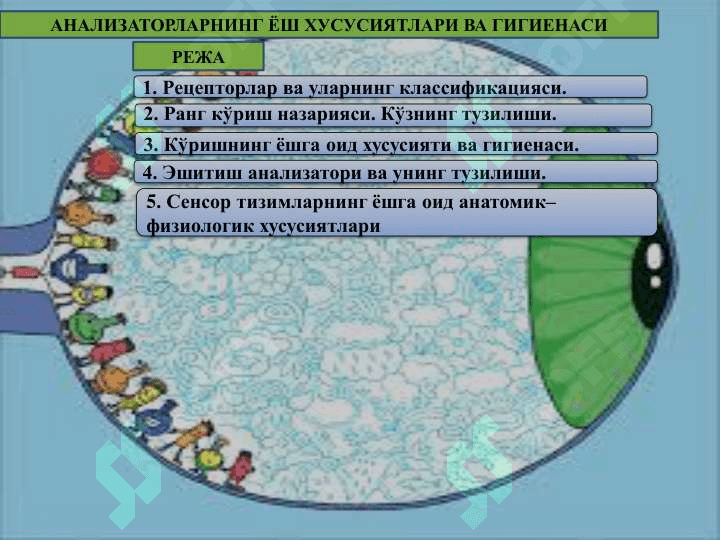 Sensor tizimining yoshga oid fiziologiyasi va gigiyenasi 2