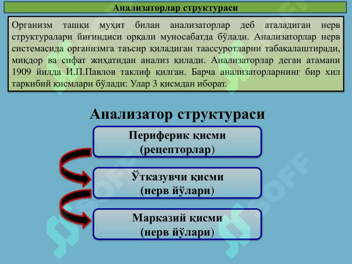 Sensor tizimining yoshga oid fiziologiyasi va gigiyenasi 3