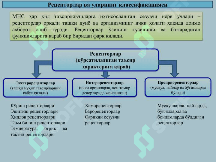 Sensor tizimining yoshga oid fiziologiyasi va gigiyenasi 4