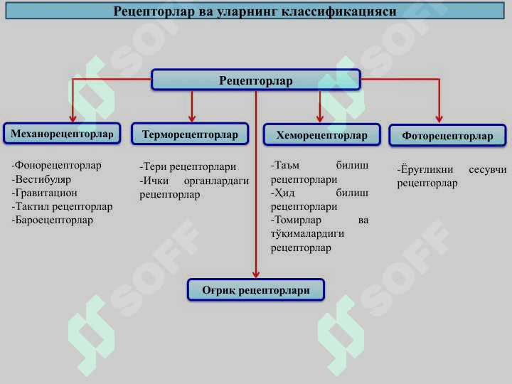 Sensor tizimining yoshga oid fiziologiyasi va gigiyenasi 5