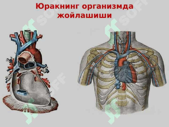 Qon aylanish a`zolarining tuzilishi va ahamiyati 7