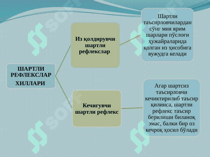 OLIY  NERV  FAOLIYATINING TIPLARI 20.pptx 5