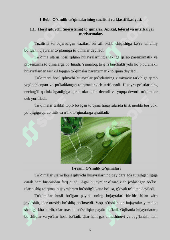 O‘simlik to‘qimalarining klassifikatsiyasi va ularning ahamiyati.docx 5