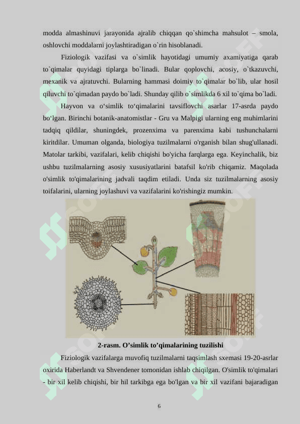 O‘simlik to‘qimalarining klassifikatsiyasi va ularning ahamiyati.docx 6
