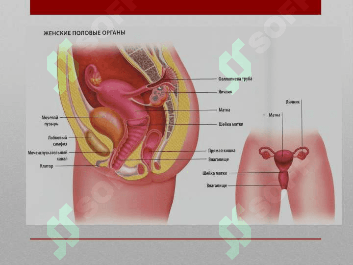 Akusher-ginekologik statsionar tuzilishi. Bexatar onalik prinsiplari. Ayollar jinsiy a’zolari klinik anatomiyasi. Urug‘lanish. Homila rivojlanish bosqichlari 4