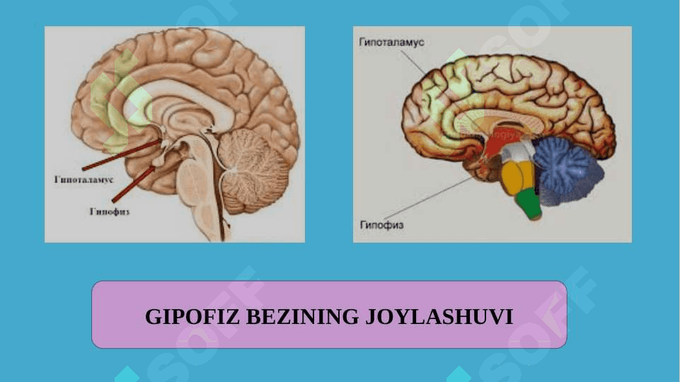 Qalqonoldi, gipofiz, ayrisimon bez, buyrakusti bezlari, ularning tuzilishi va funksiyasi 6