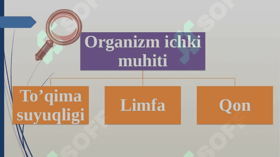 Qon va uning vazifasi 4
