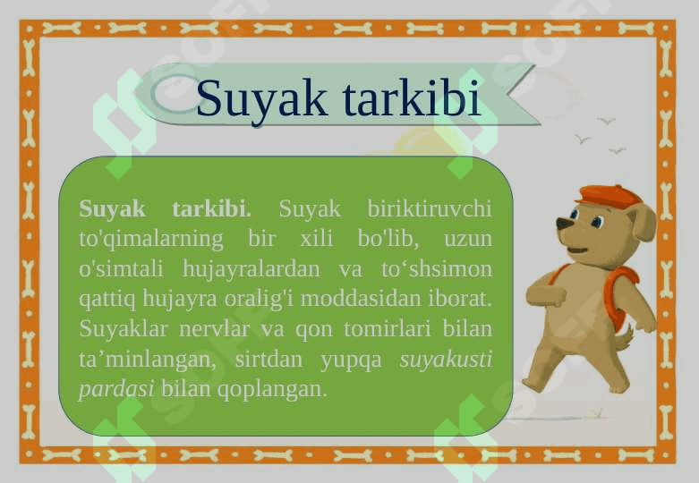 Suyaklarning tuzilishi va o’sishi 3